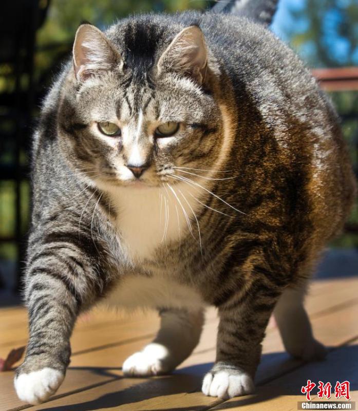 美胖猫重达14公斤成重量级网红