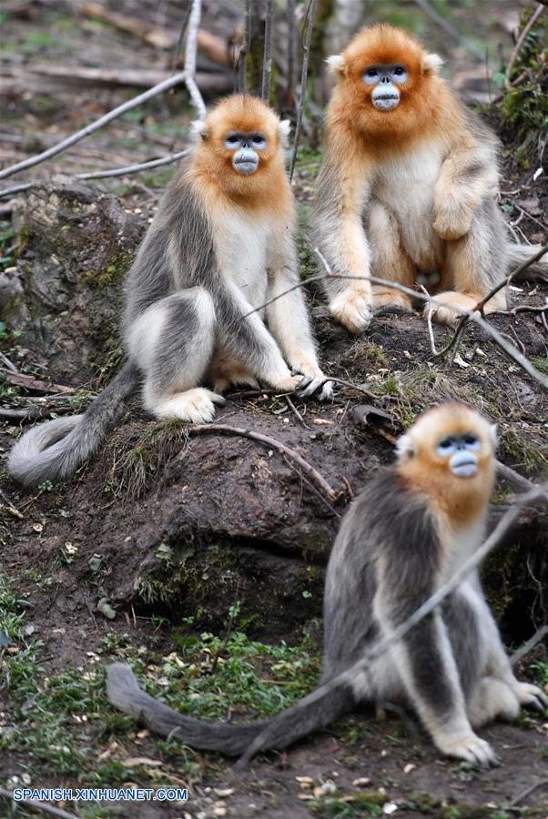 Hubei: Monos de nariz chata en Shennongjia