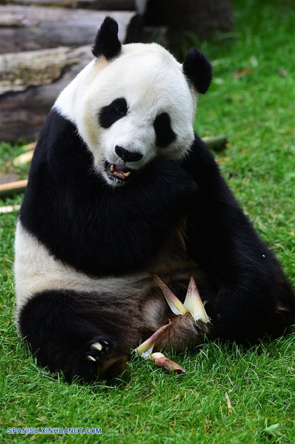 Los pandas gigantes 'Meng Meng' y 'Jia Jia' atrajeron a un gran número de turistas durante las vacaciones por el Día Nacional.