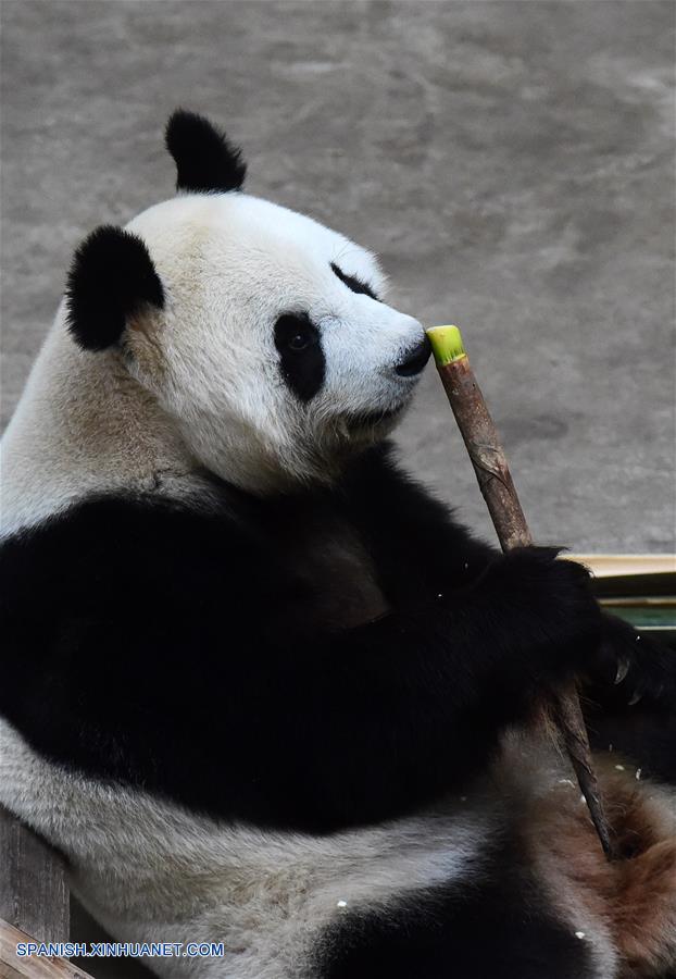 Los pandas gigantes 'Meng Meng' y 'Jia Jia' atrajeron a un gran número de turistas durante las vacaciones por el Día Nacional.