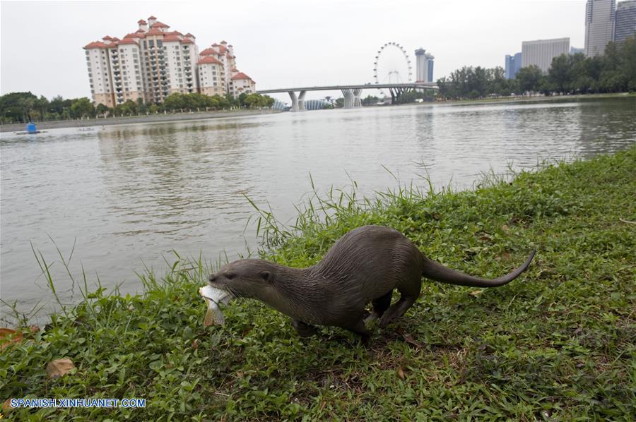 En los últimos dos años, ha habido un incremento en los avistamientos de distintas familias de nutrias de pelo liso en muchas zonas de Singapur.