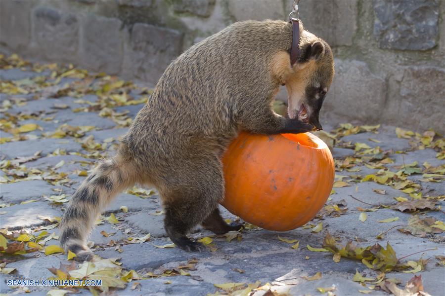 Hungría: Calabazas de Halloween en el Zoológico de Budapest