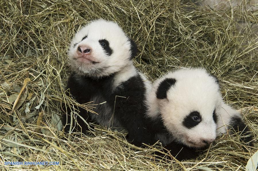 Austria: Fotos de cachorros de panda gemelos en Zoológico de Schoenbrunn en Viena