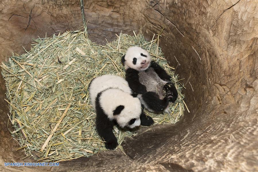 Austria: Fotos de cachorros de panda gemelos en Zoológico de Schoenbrunn en Viena