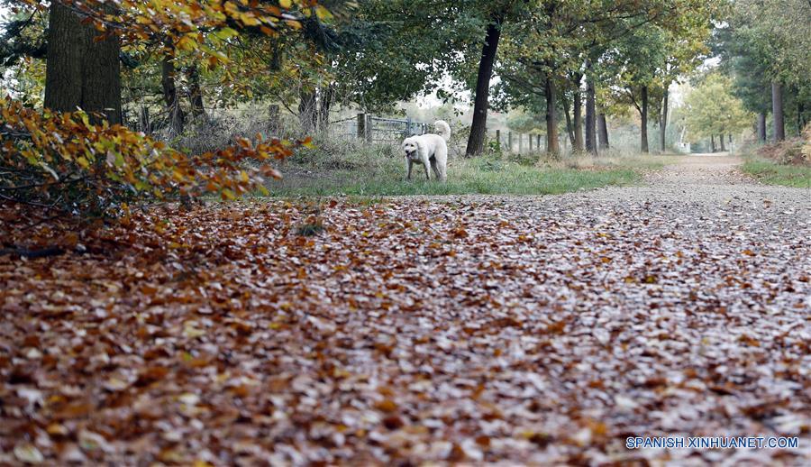 (2)REINO UNIDO-LONDRES-MEDIO AMBIENTE-PAISAJE