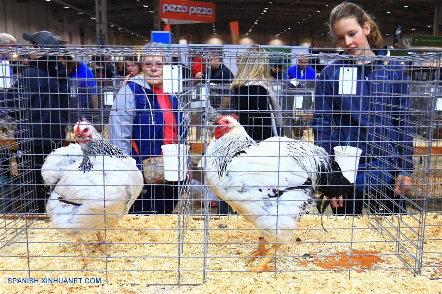 Canadá: 94 Real Feria de Agricultura de Invierno en Toronto