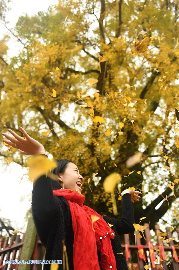Jiangxi: Paisaje de árbol de ginkgo en Nanchang