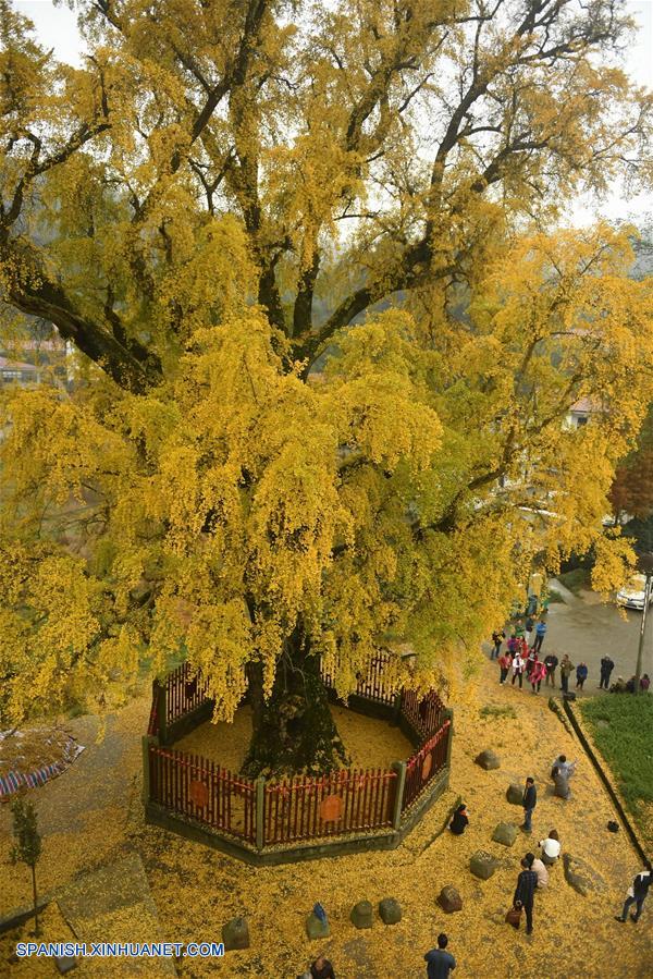 Jiangxi: Paisaje de árbol de ginkgo en Nanchang