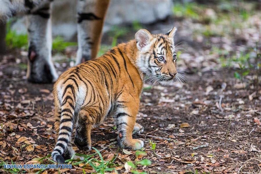 Fotos de cachorro de tigre malayo y su mamá