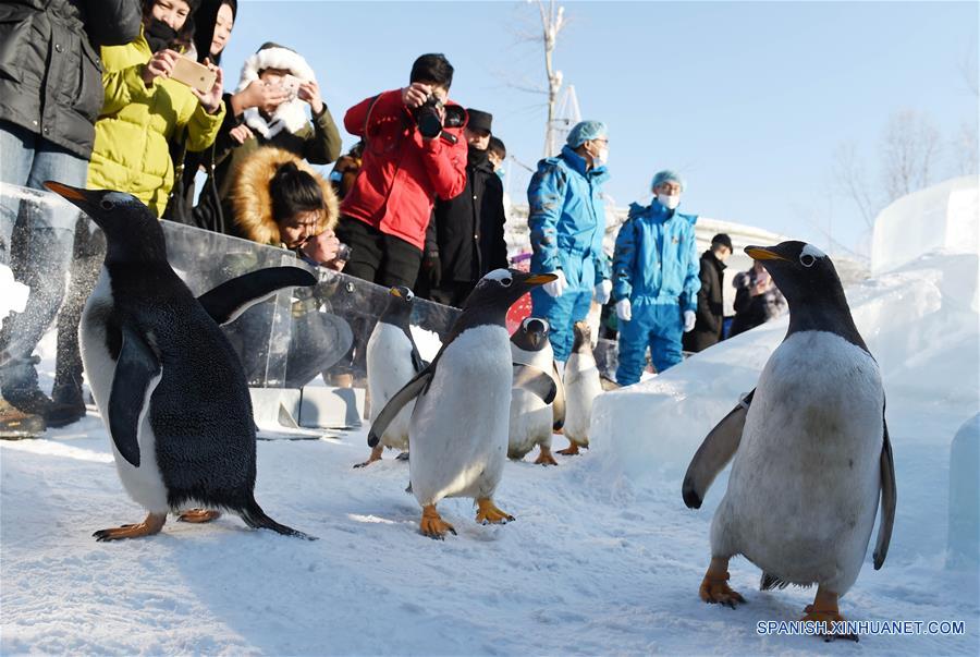 (1)CHINA-HARBIN-MEDIO AMBIENTE-FAUNA