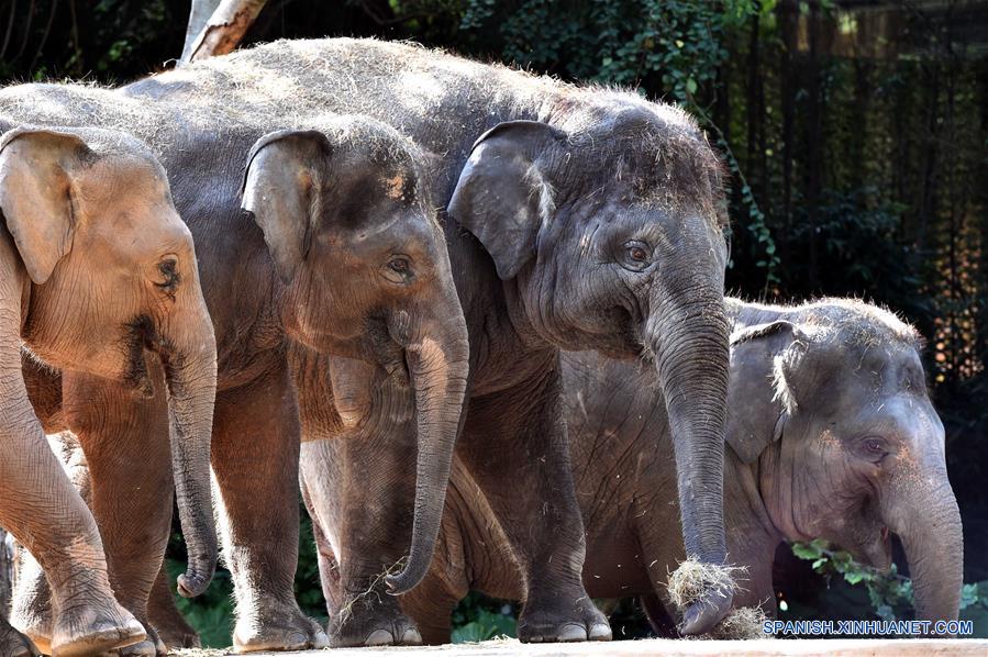 (1)CHINA-GUANGDONG-MEDIO AMBIENTE-FAUNA 