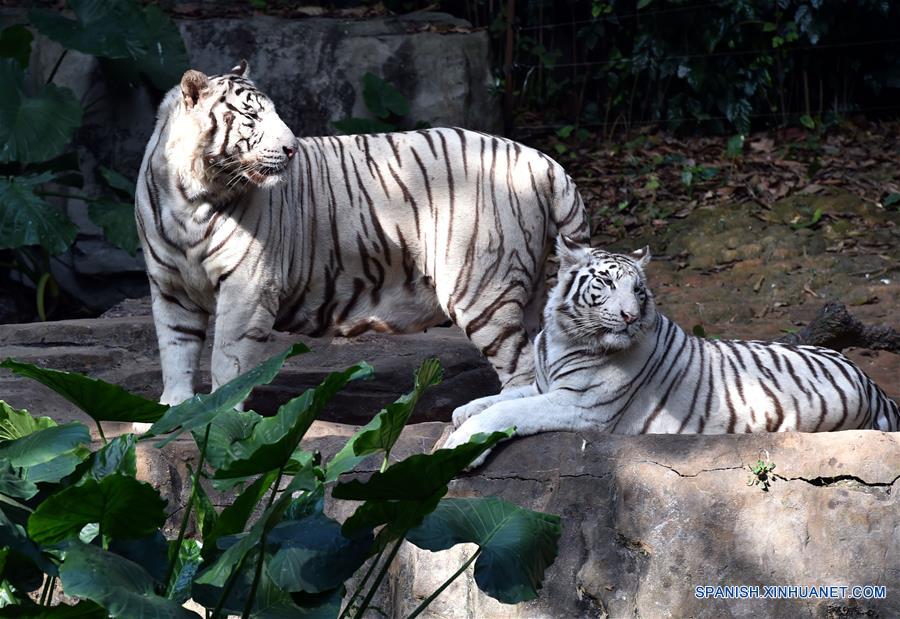 (4)CHINA-GUANGDONG-MEDIO AMBIENTE-FAUNA 
