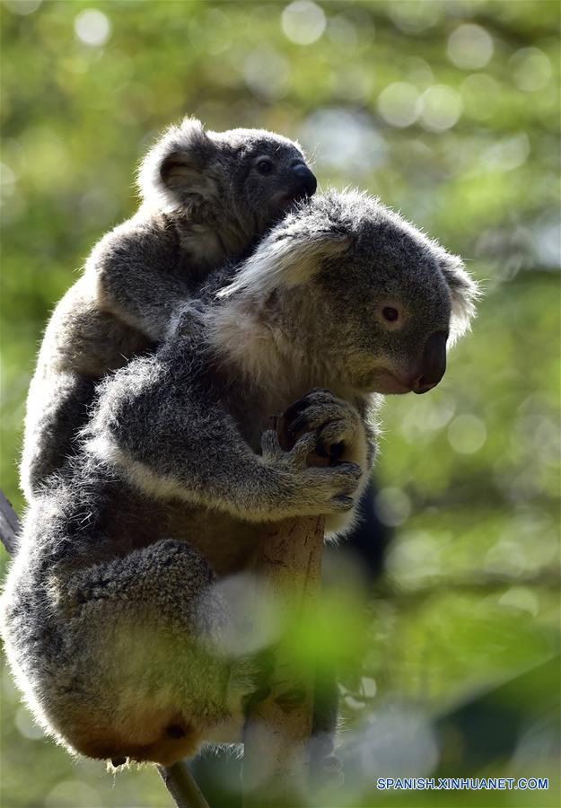 (5)CHINA-GUANGDONG-MEDIO AMBIENTE-FAUNA 