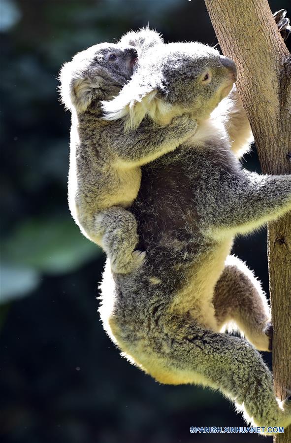 (7)CHINA-GUANGDONG-MEDIO AMBIENTE-FAUNA 