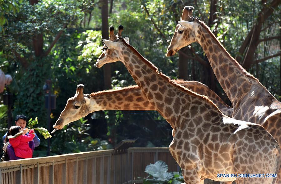 (8)CHINA-GUANGDONG-MEDIO AMBIENTE-FAUNA 