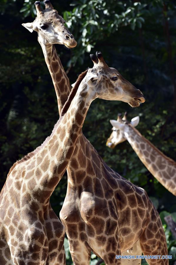 (9)CHINA-GUANGDONG-MEDIO AMBIENTE-FAUNA 