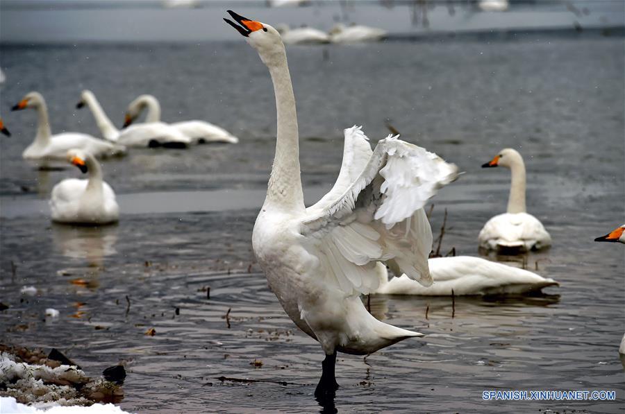 (2)CHINA-SHANXI-MEDIO AMBIENTE-FAUNA