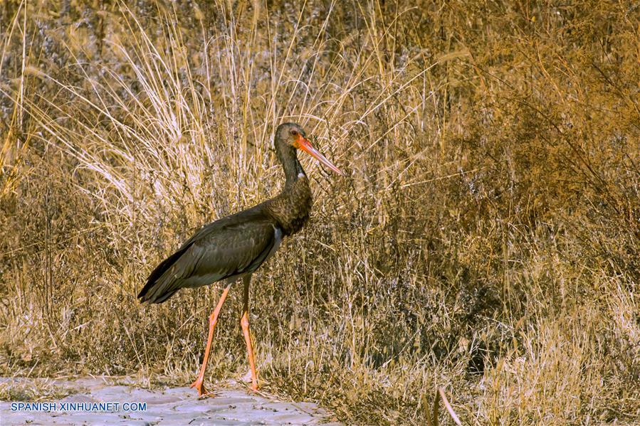 CHINA-BEIJING-MEDIO AMBIENTE-FAUNA