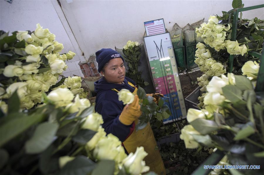 (3)ECUADOR-COTOPAXI-INDUSTRIA-FLORICULTURA-SERIE