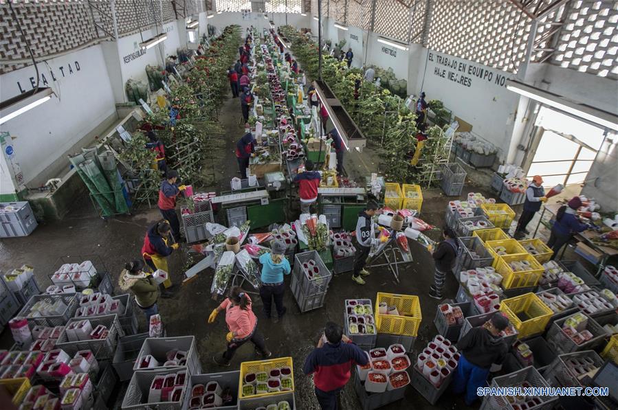 (5)ECUADOR-COTOPAXI-INDUSTRIA-FLORICULTURA-SERIE