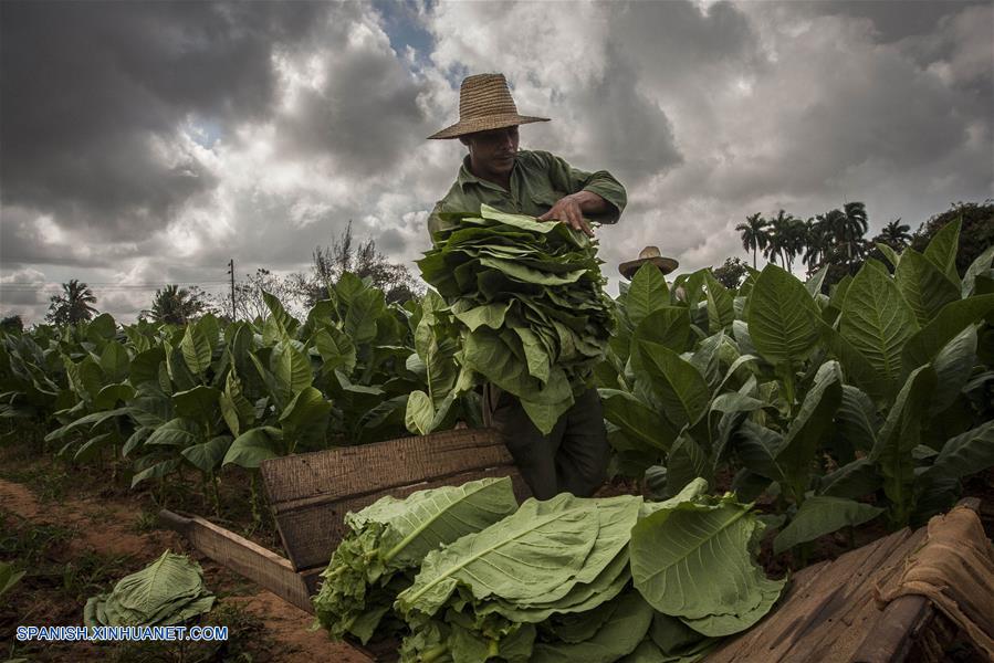 (1)CUBA-PINAR DEL RIO-HABANOS-FESTIVAL-SERIE