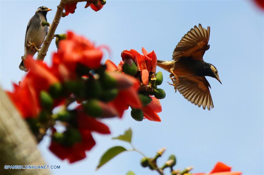 (3)CHINA-HAINAN-PAISAJE-PRIMAVERA