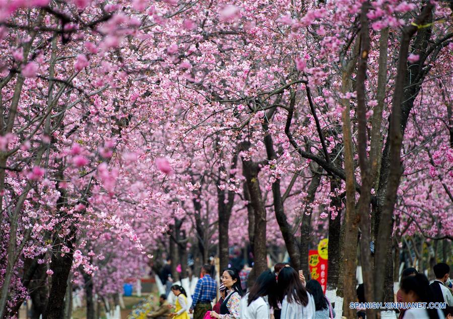 Vista de flores de cerezo en el Parque Yuantongshan de Kunming |  
