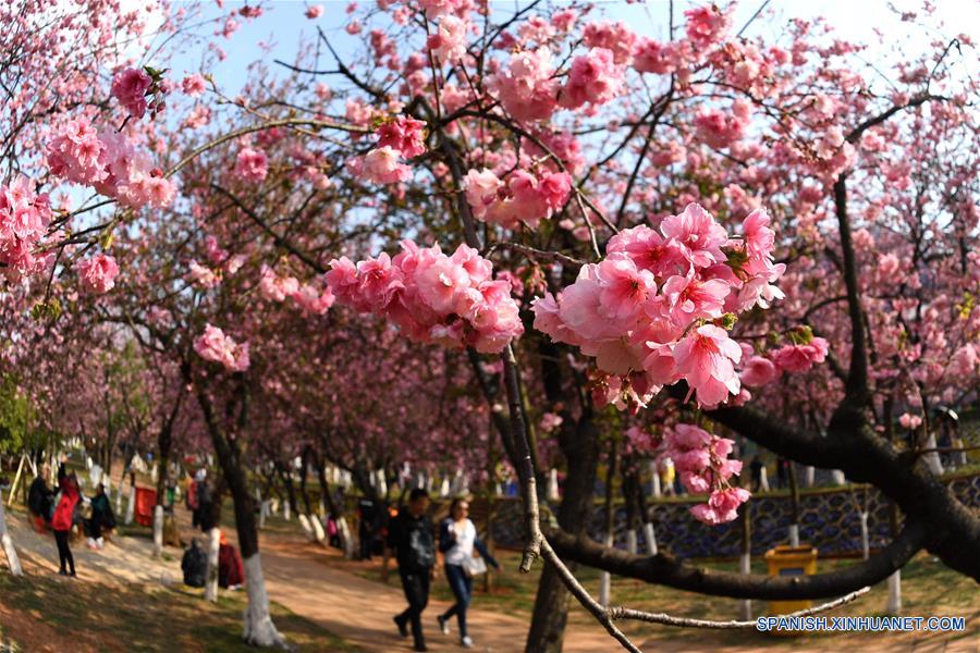 (4)CHINA-YUNNAN-FLORES CEREZO