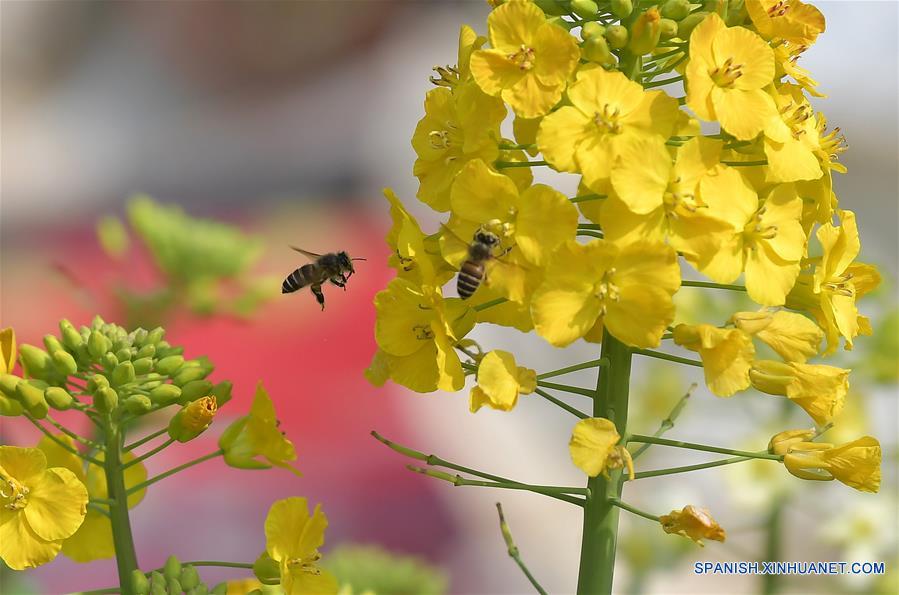 (2)CHINA-JIANGXI-FLORES DE COLZA-ABEJAS-INVESTIGACION