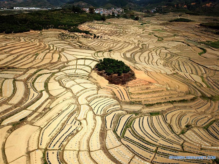 (5)CHINA-GUANGXI-AGRICULTURA-SANDIA
