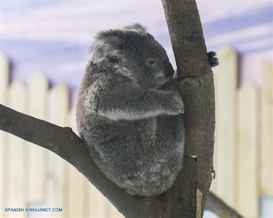 (3)CHINA-NANJING-KOALAS