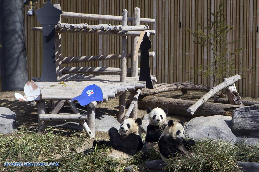 (5)CANADA-TORONTO-PANDA GIGANTE-DESPEDIDA