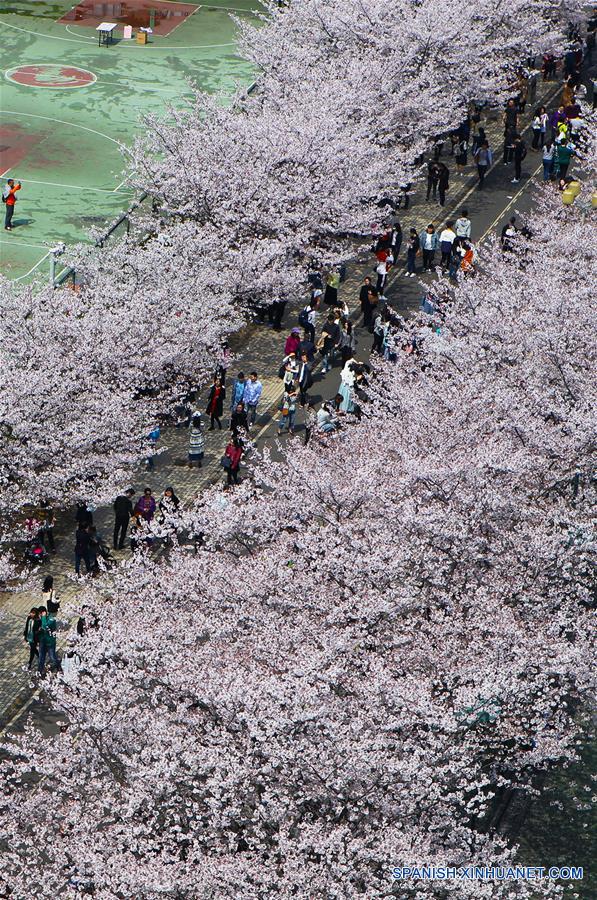 (2)CHINA-SHANGHAI-FLORES DE CEREZO