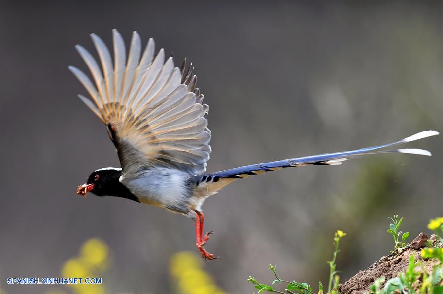 (2)CHINA-HENAN-PRIMAVERA-AVES-SERIE