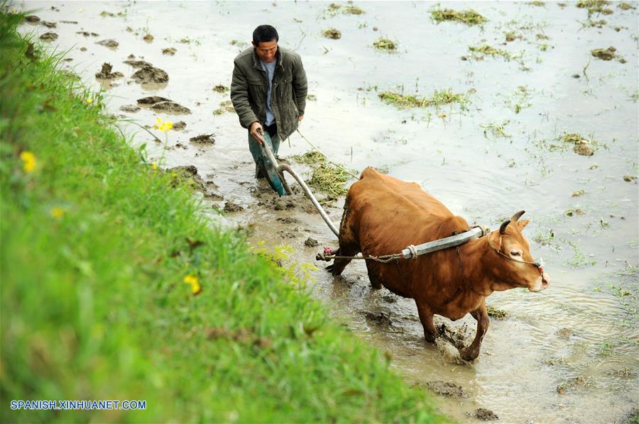 (2)CHINA-GUIZHOU-AGRICULTURA