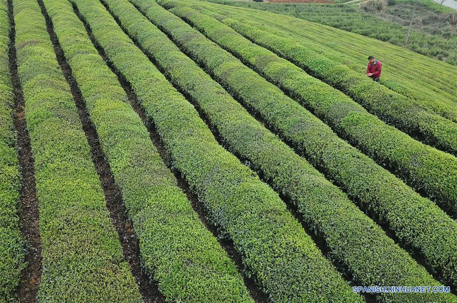 (1)CHINA-GUIZHOU-RECOLECCION DE TE