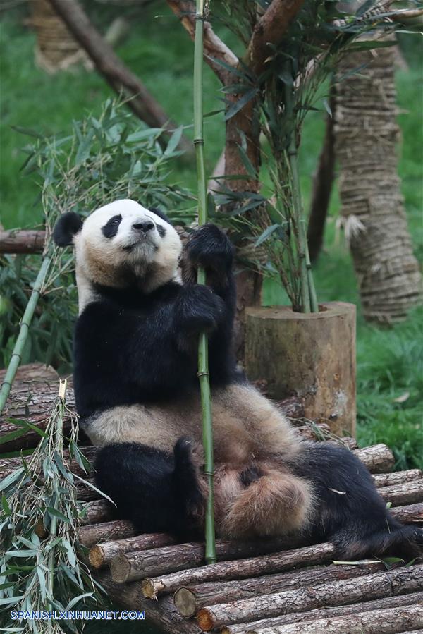 (1)CHINA-GUIYANG-PANDAS