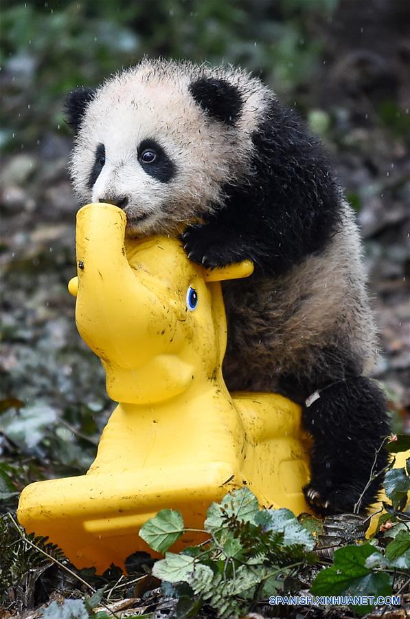 (3)CHINA-SICHUAN-CENTRO DEL PANDA GIGANTE-RESTAURACION-SERIE