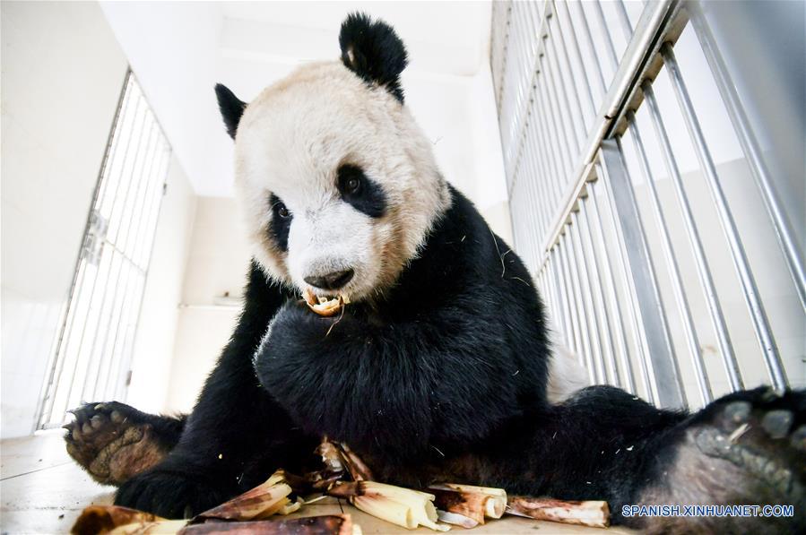 (4)CHINA-SICHUAN-CENTRO DEL PANDA GIGANTE-RESTAURACION-SERIE