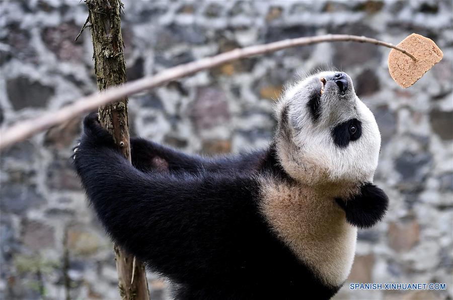 (6)CHINA-SICHUAN-CENTRO DEL PANDA GIGANTE-RESTAURACION-SERIE