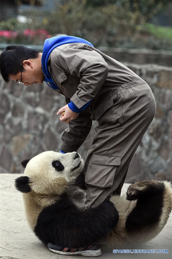 (8)CHINA-SICHUAN-CENTRO DEL PANDA GIGANTE-RESTAURACION-SERIE