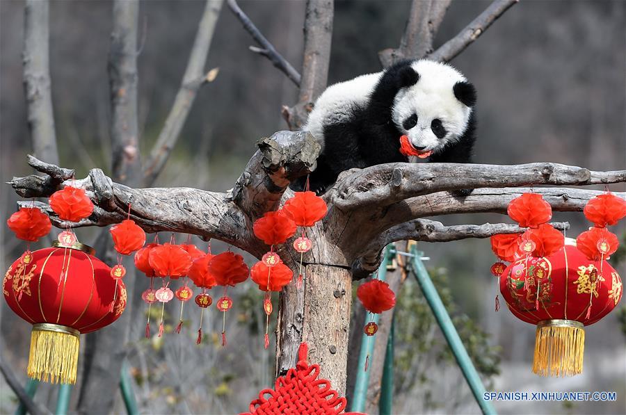 (9)CHINA-SICHUAN-CENTRO DEL PANDA GIGANTE-RESTAURACION-SERIE