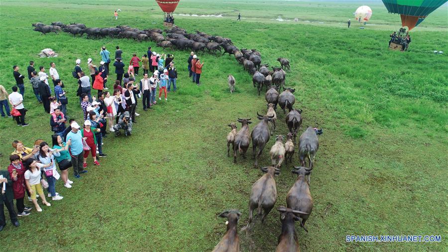 (1)CHINA-SICHUAN-GANADO-CRUCE DEL RIO