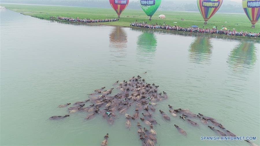 (3)CHINA-SICHUAN-GANADO-CRUCE DEL RIO