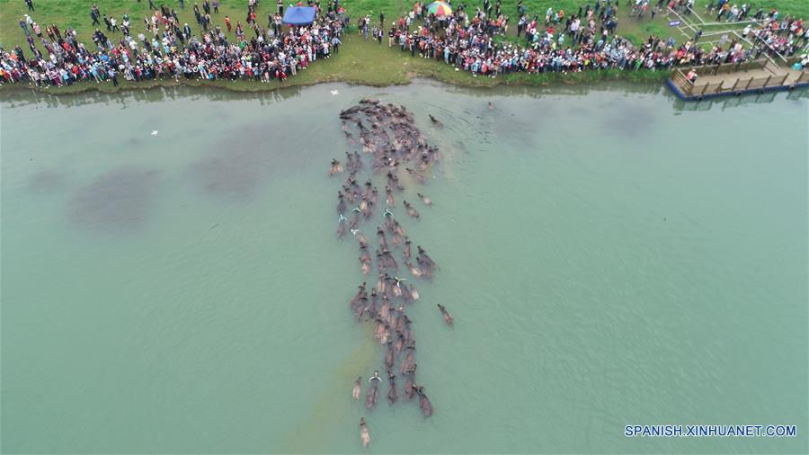 (2)CHINA-SICHUAN-GANADO-CRUCE DEL RIO