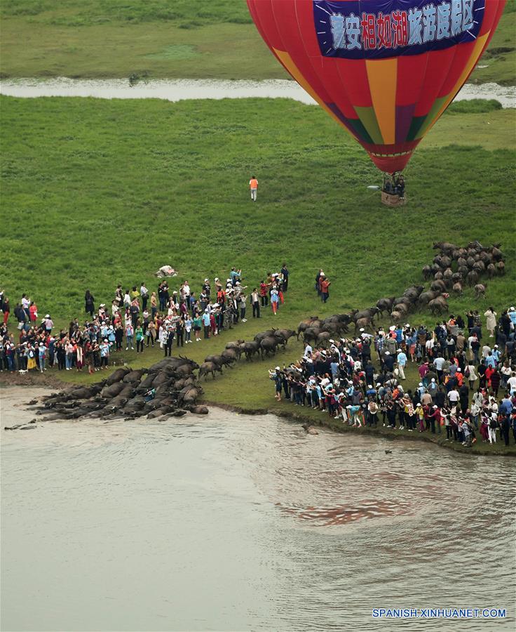 (1)CHINA-SICHUAN-GANADO-CRUCE DEL RIO 