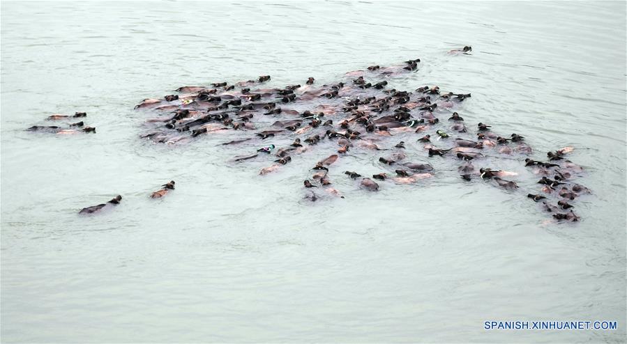 (2)CHINA-SICHUAN-GANADO-CRUCE DEL RIO 