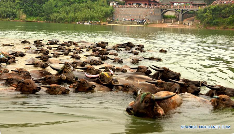 (3)CHINA-SICHUAN-GANADO-CRUCE DEL RIO 
