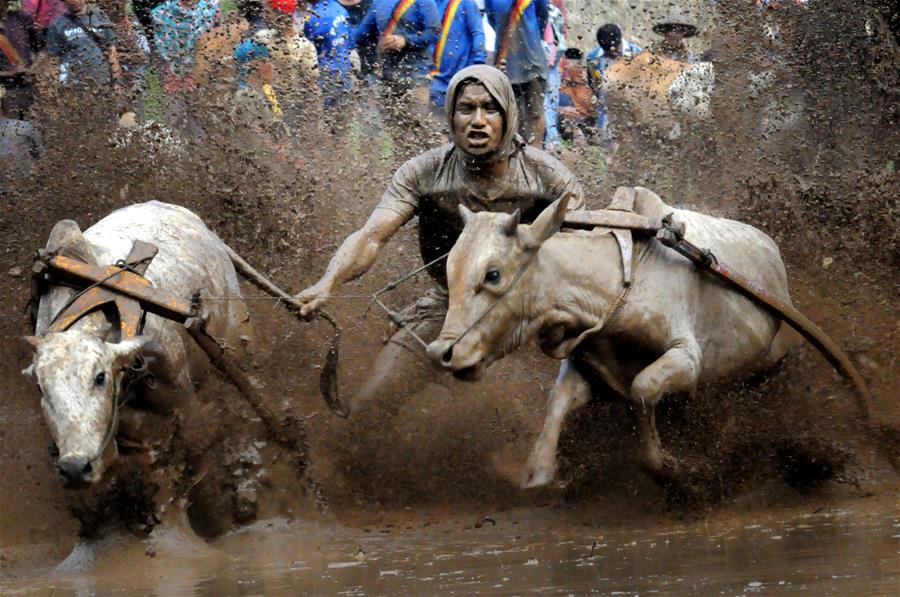 INDONESIA-SUMATRA OCCIDENTAL-CARRERA-VACAS