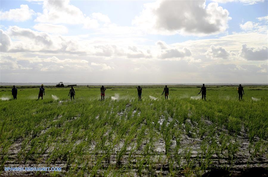 Resultado de imagen para La granja de arroz de Wanbao en Mozambique, la mayor en su tipo realizada por China en Africa